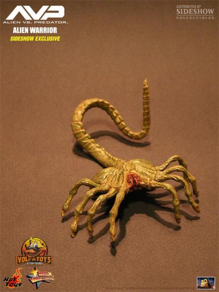 ALIEN WARRIOR SPECIAL EDITION フィギュア Alien Warrior - Hot Toys Especial Edition 1/6 ⋆